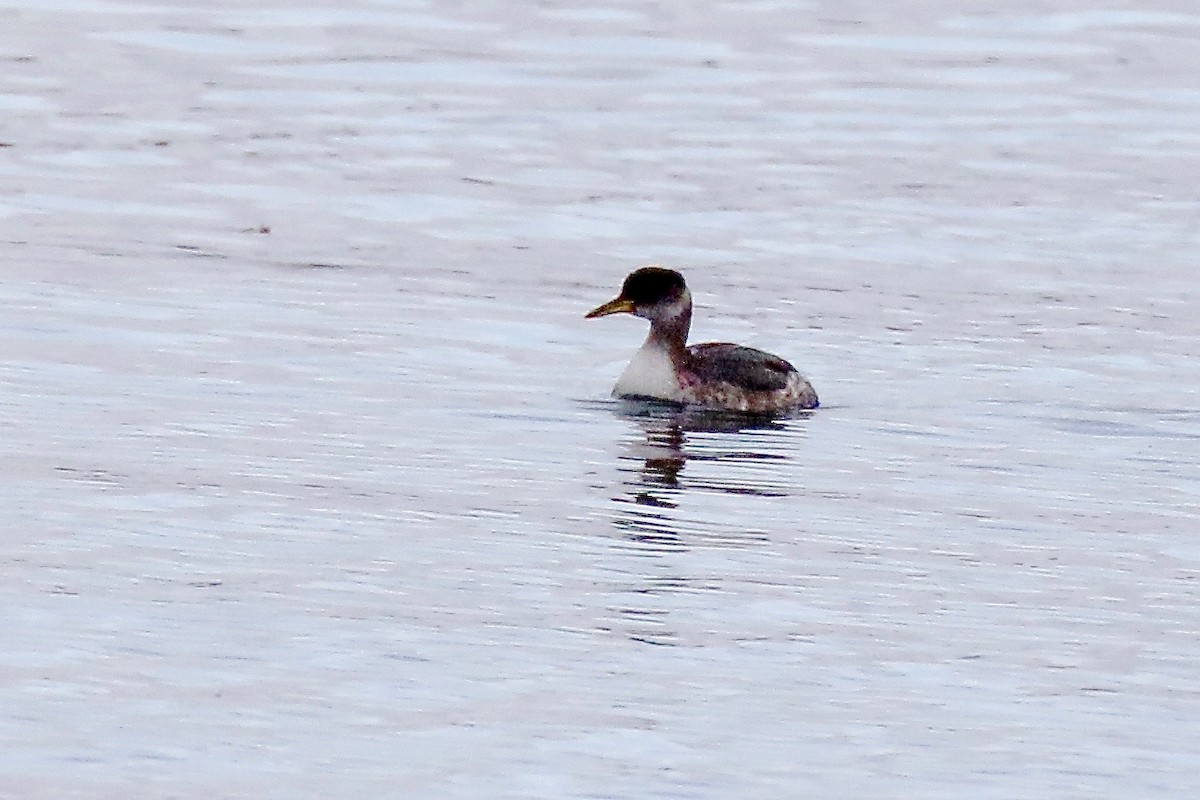 Red-necked Grebe - ML611980481