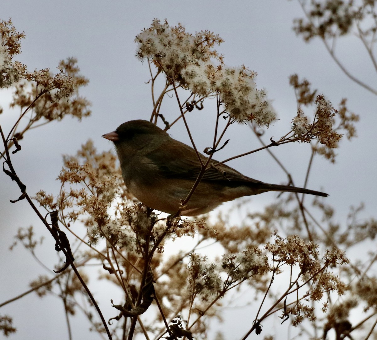 Dark-eyed Junco - ML611980484