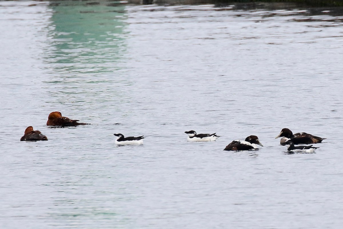 Razorbill - ML611980486