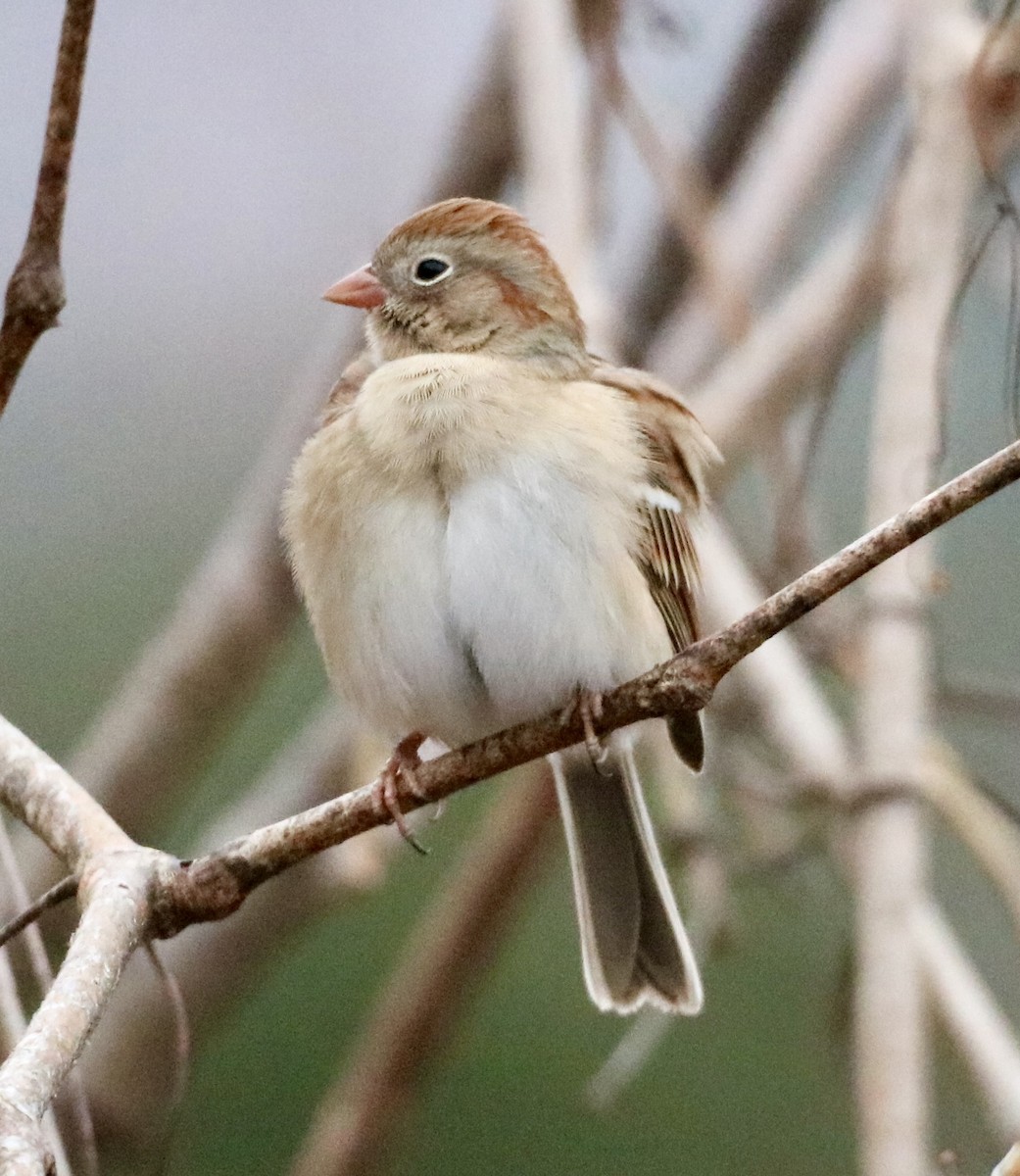 Field Sparrow - ML611980511