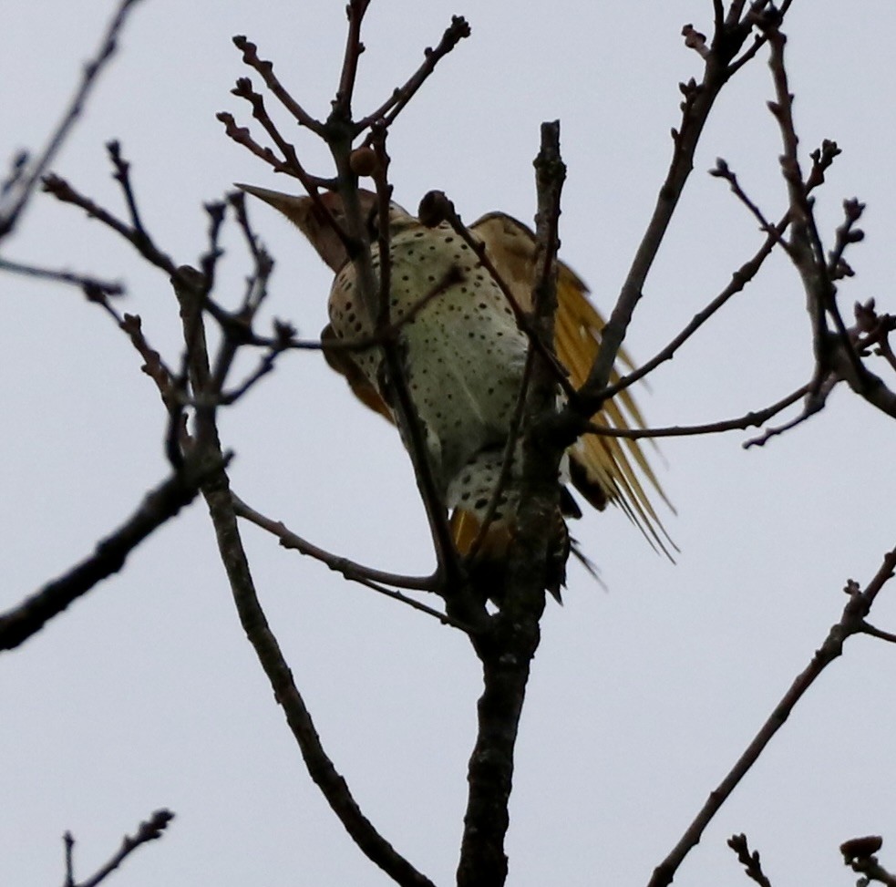 Northern Flicker - Carla Morris