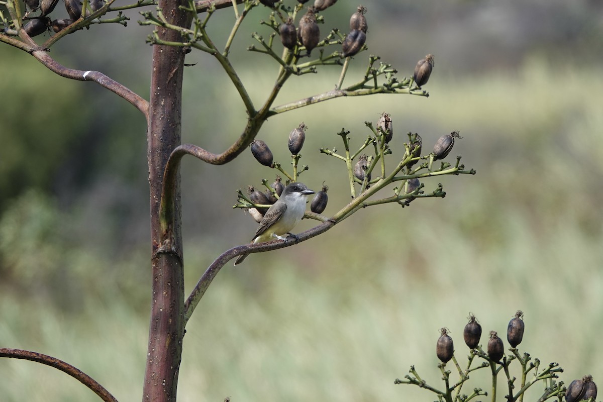 Thick-billed Kingbird - ML611980538