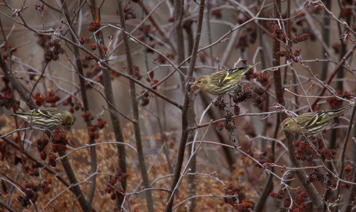 Pine Siskin - ML611980551