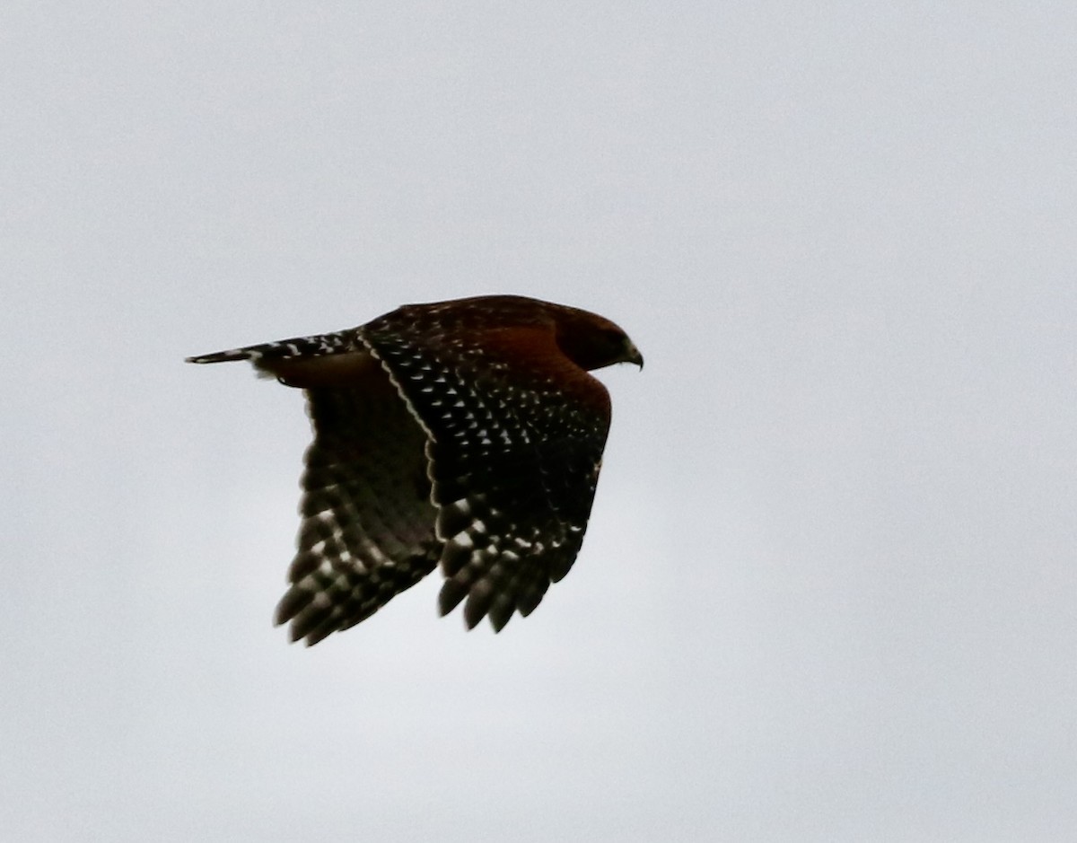 Red-shouldered Hawk - ML611980583