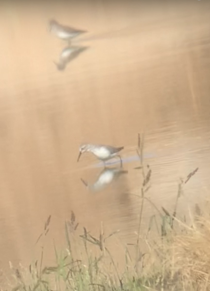 Western Sandpiper - ML611980656