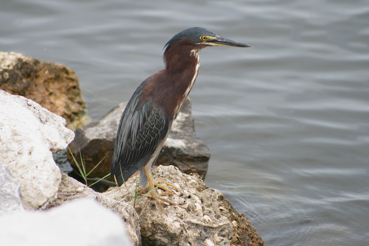 Green Heron - ML611980666