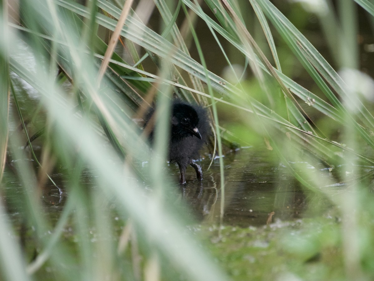 Spotless Crake - Hamish Johnston