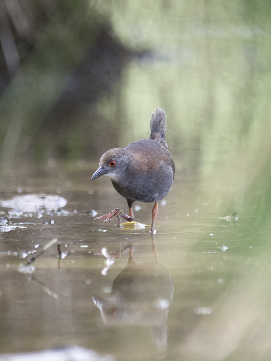 Spotless Crake - Hamish Johnston