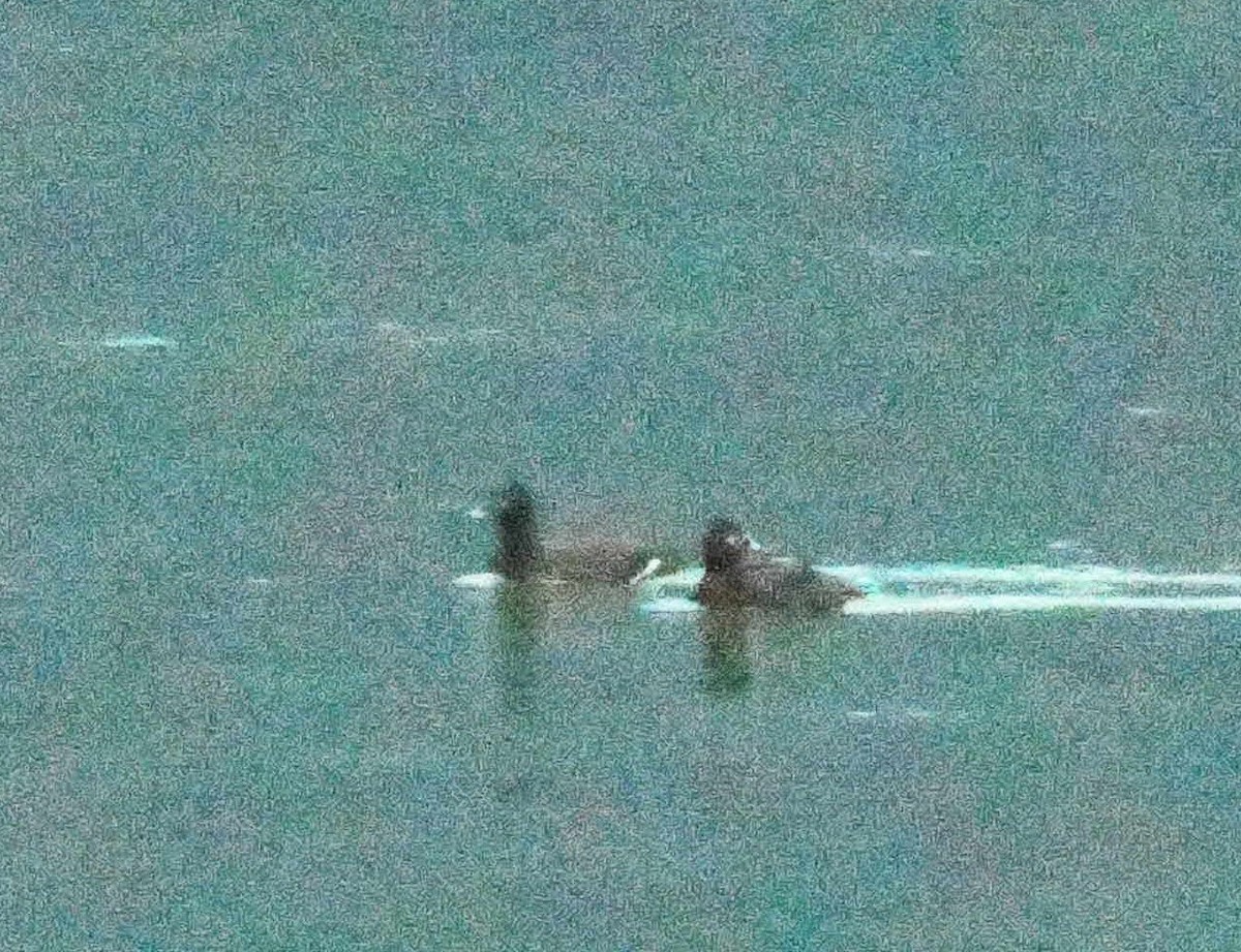 White-winged Scoter - ML611980723