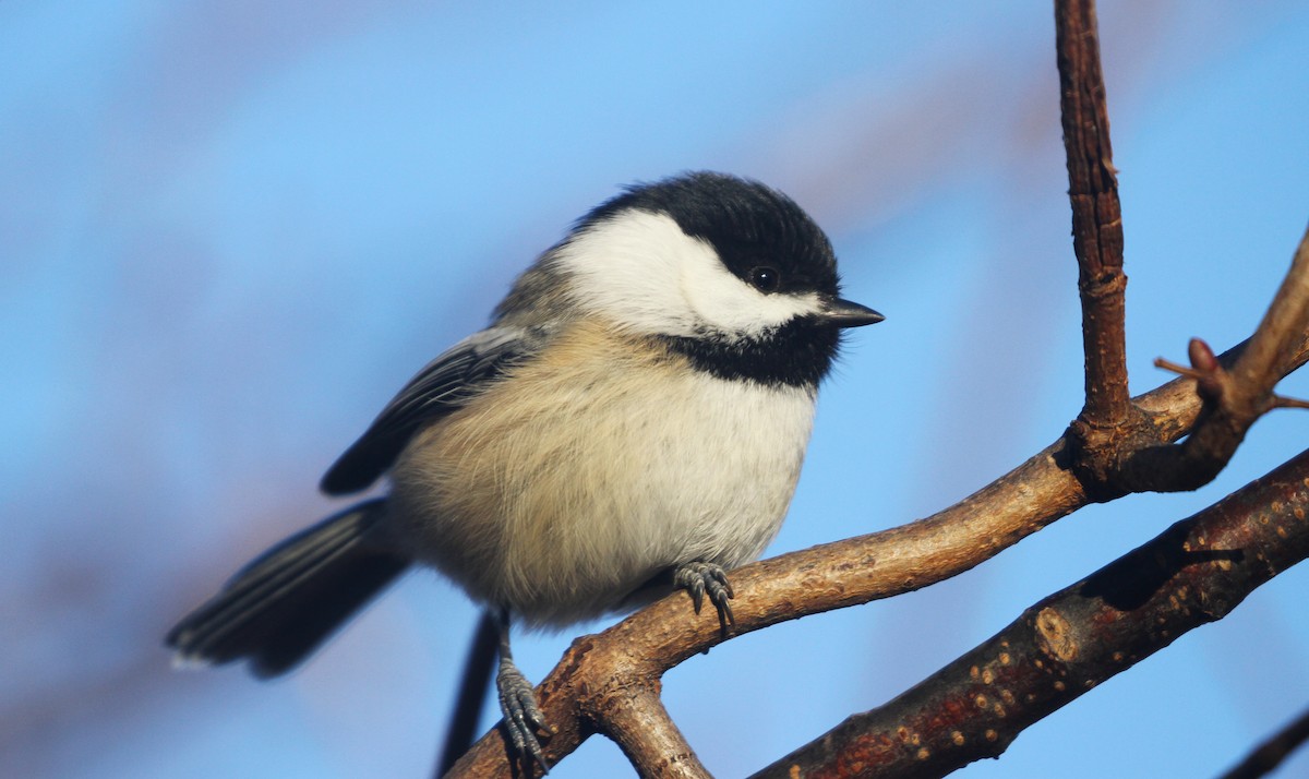 Black-capped Chickadee - ML611980806