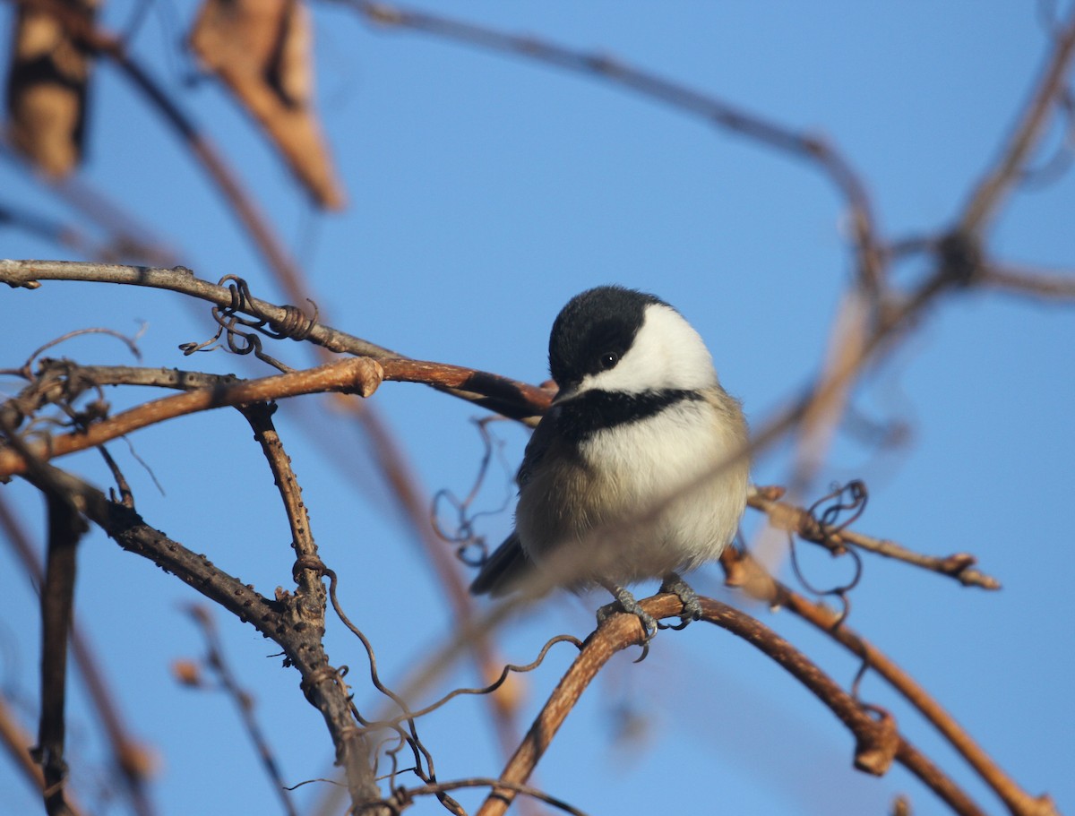 Black-capped Chickadee - ML611980813