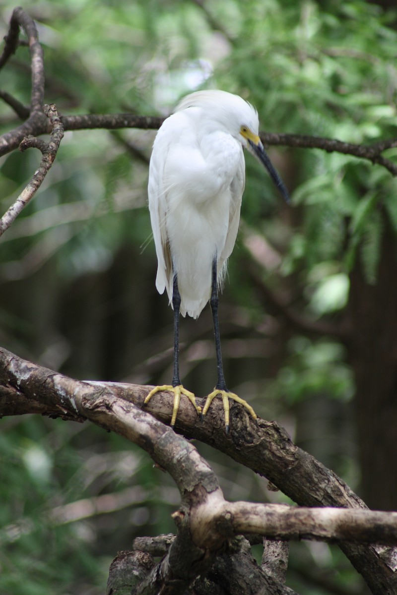 Snowy Egret - ML611980828