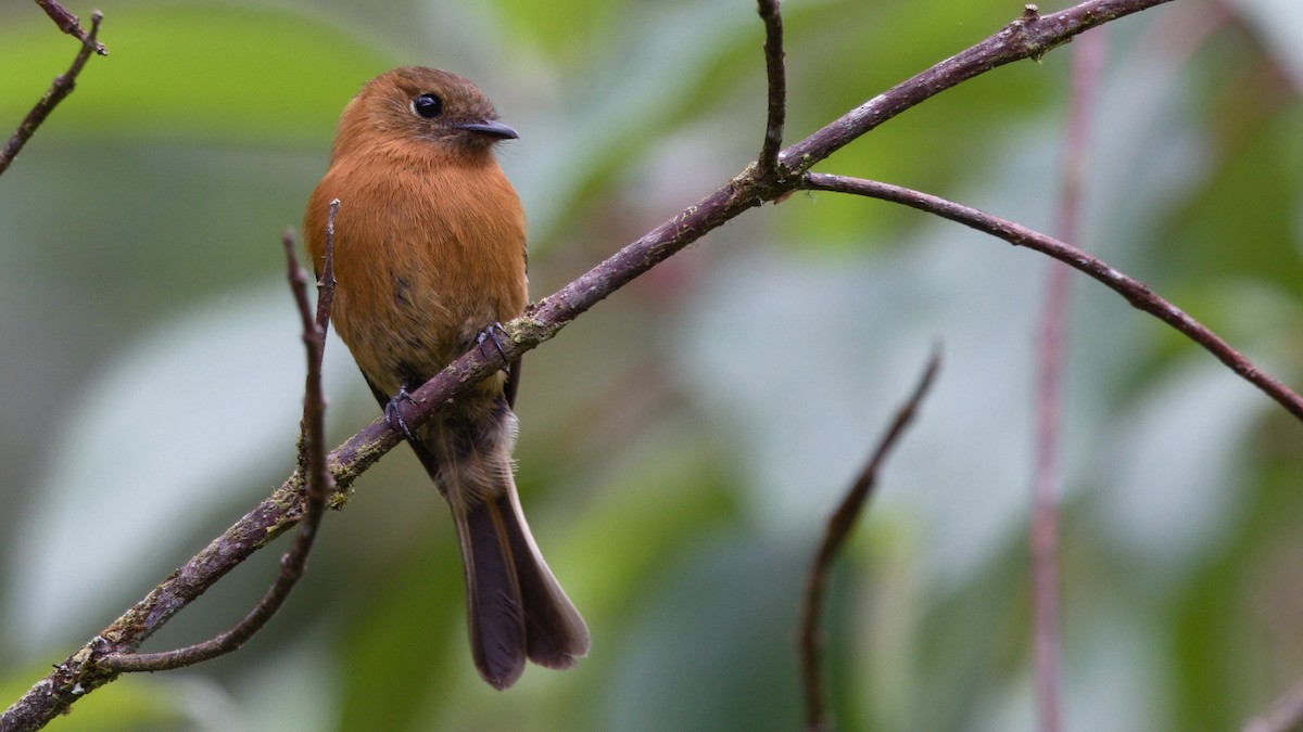 Cinnamon Flycatcher - Mark Scheel