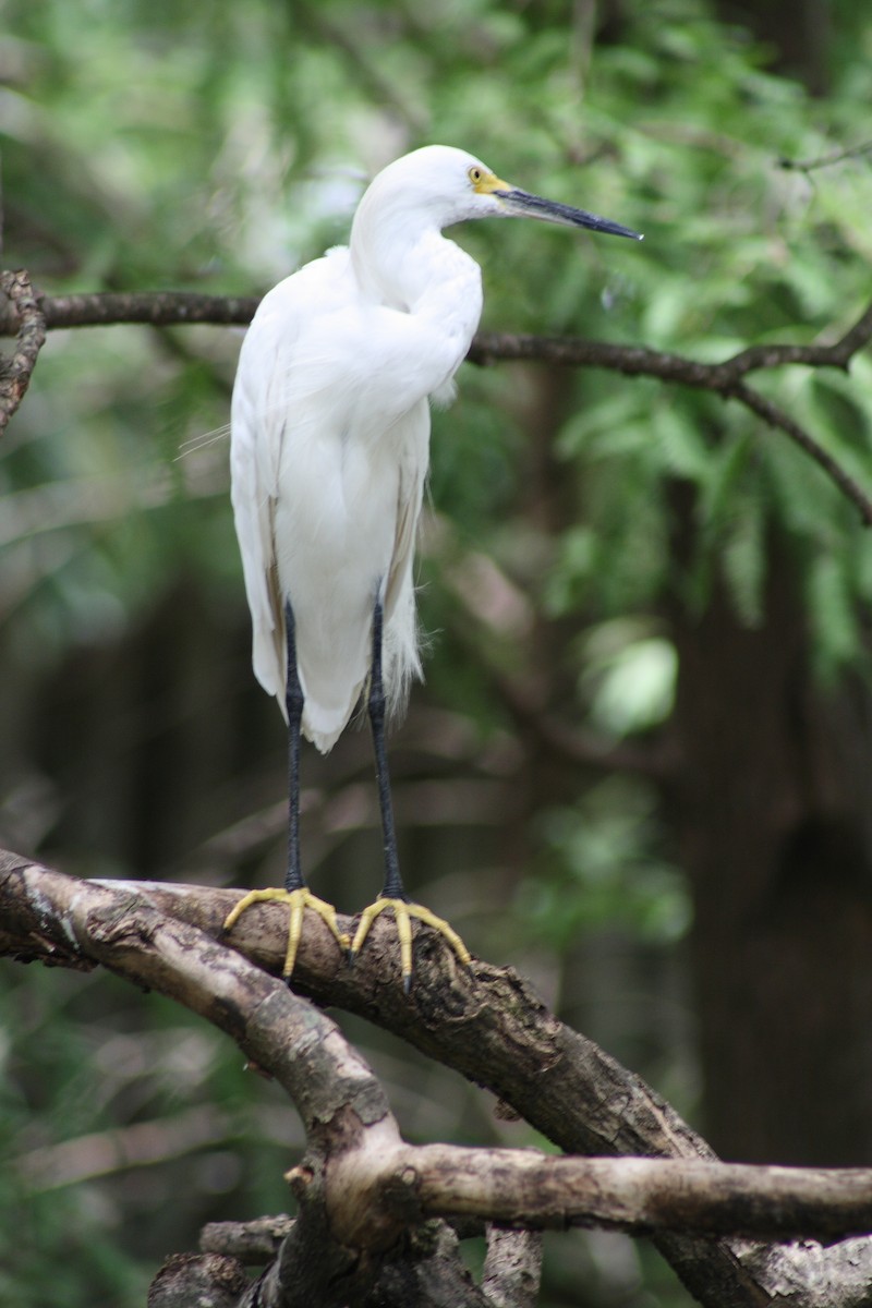 Snowy Egret - ML611980880
