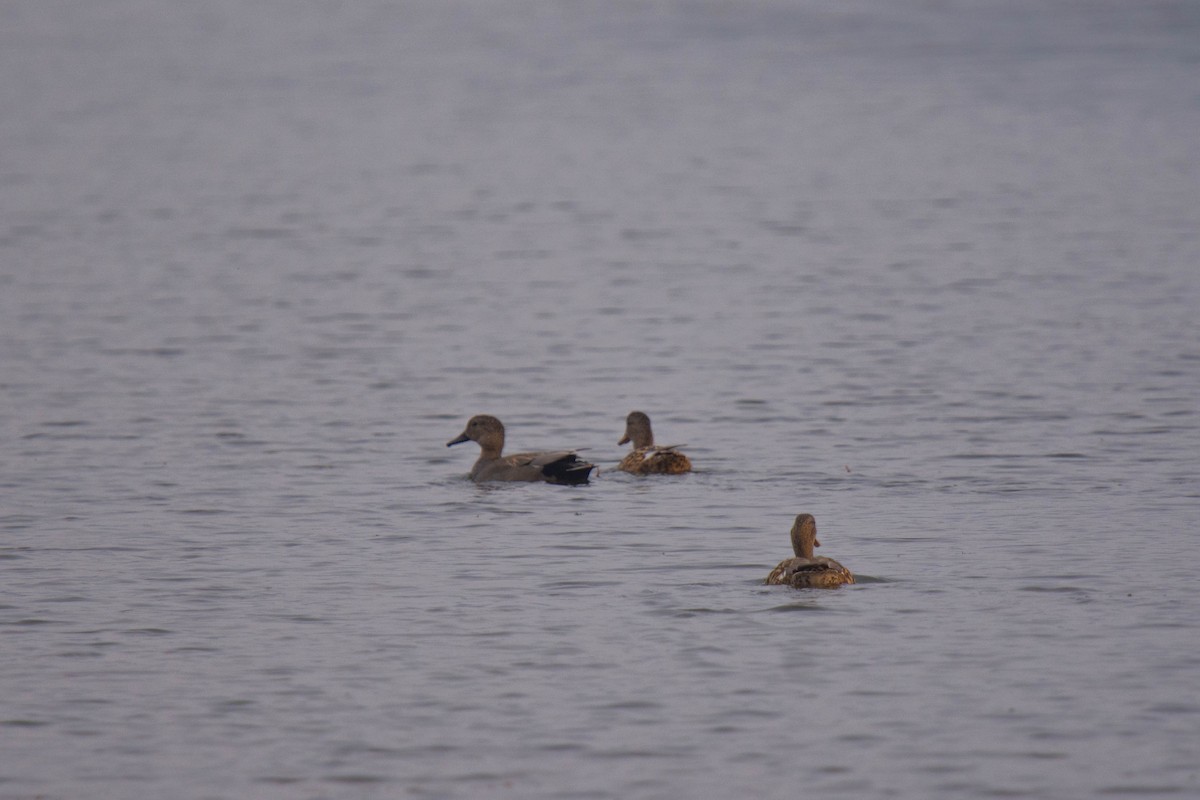 Gadwall - ML611980898