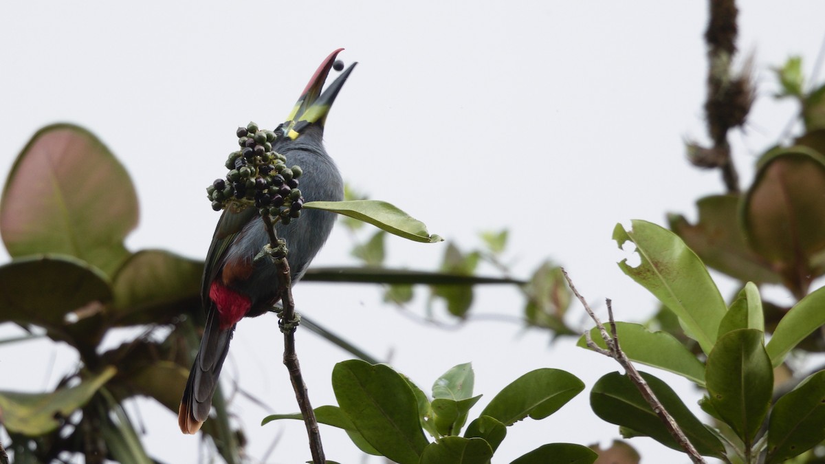 Gray-breasted Mountain-Toucan - ML611980922