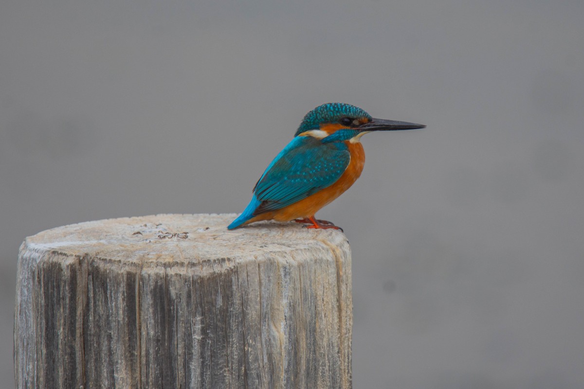 Common Kingfisher - ML611980947