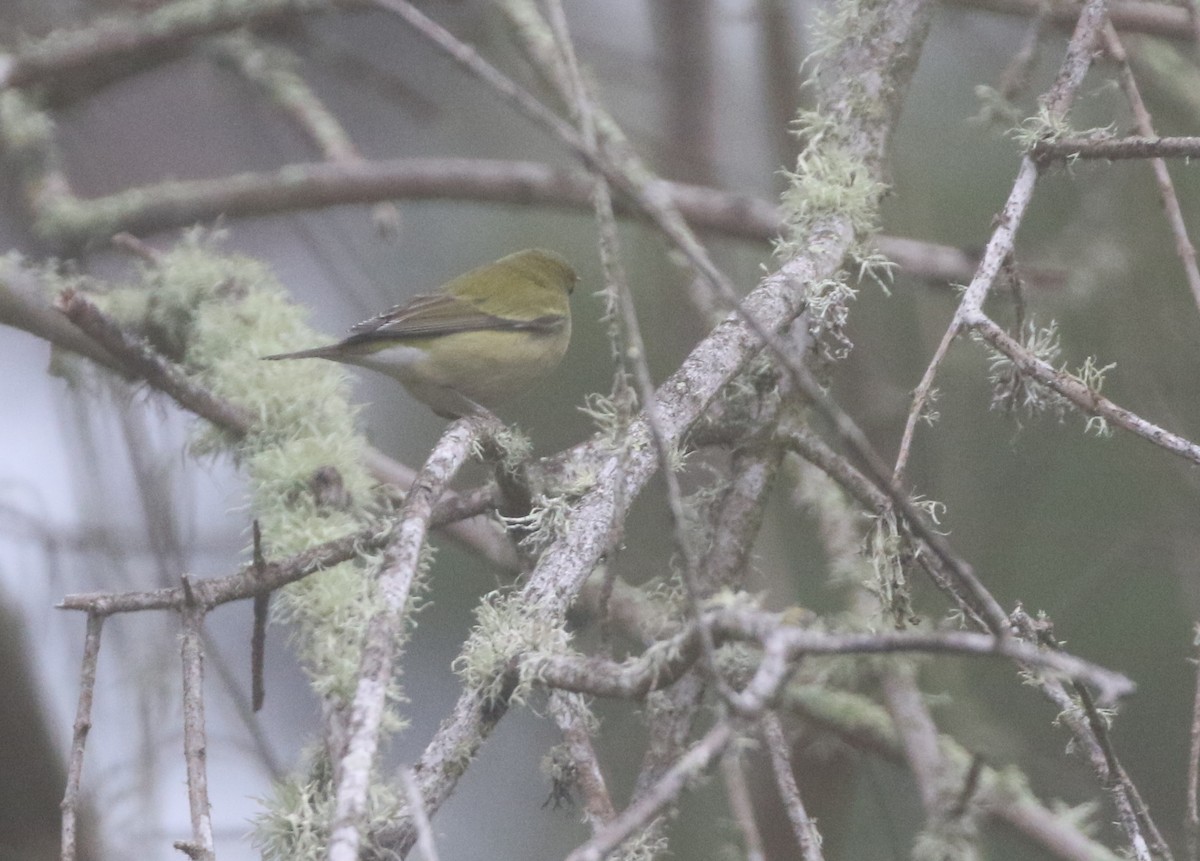 Tennessee Warbler - ML611980986