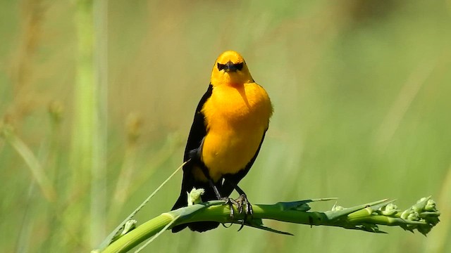 Saffron-cowled Blackbird - ML611981026