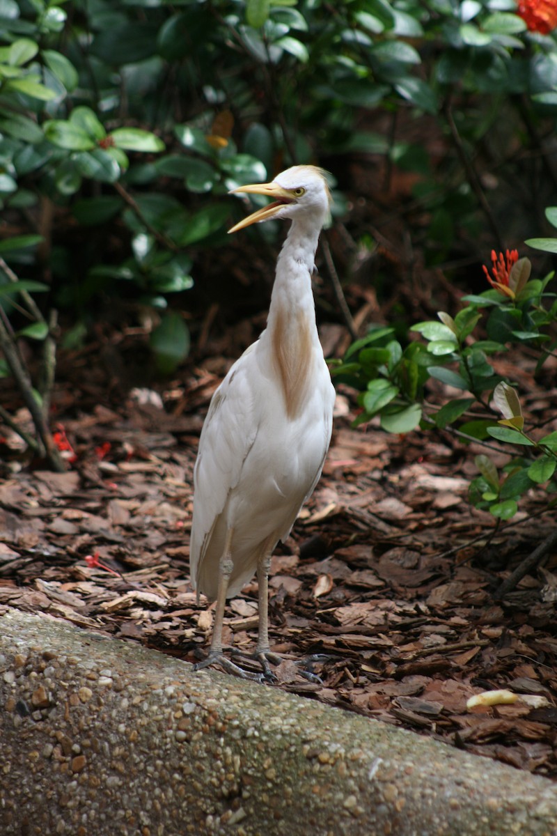 Western Cattle-Egret - ML611981054