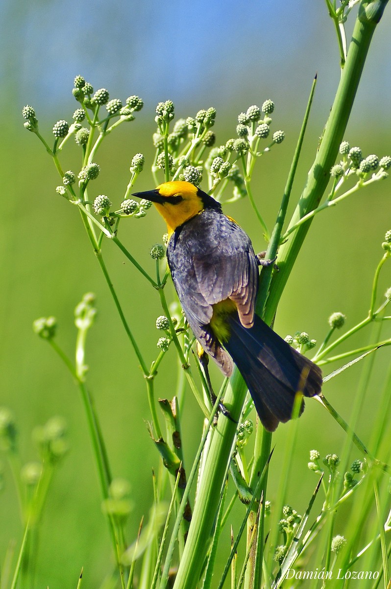 Saffron-cowled Blackbird - ML611981101
