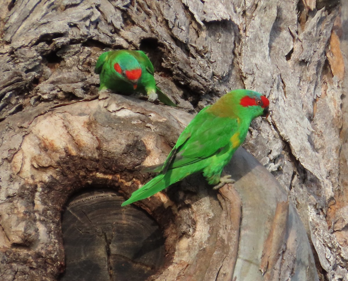 Musk Lorikeet - ML611981102