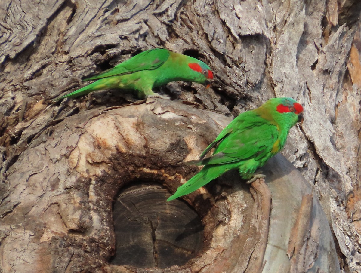 Musk Lorikeet - ML611981103