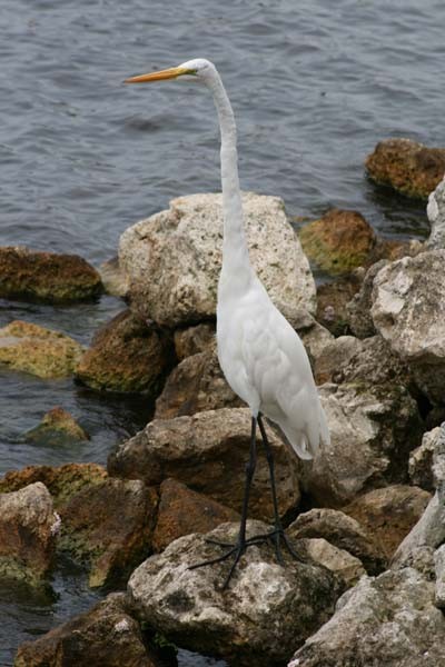 Great Egret - ML611981104