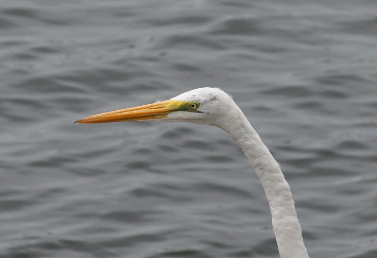 Great Egret - ML611981105