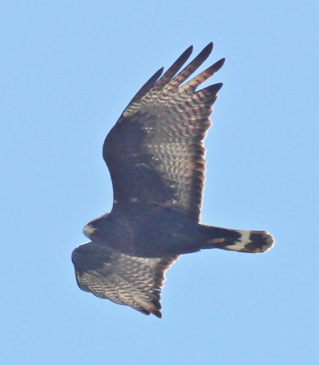 Zone-tailed Hawk - ML611981127