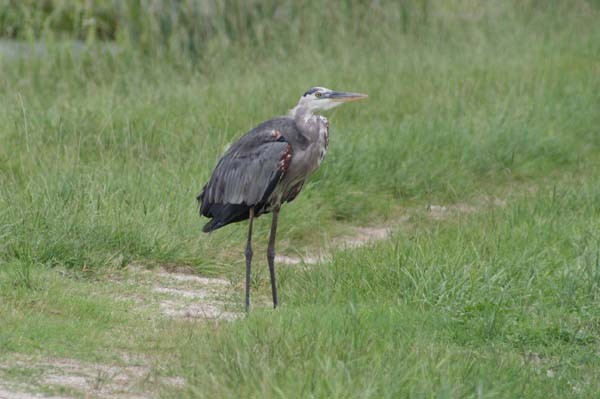 Great Blue Heron - ML611981179