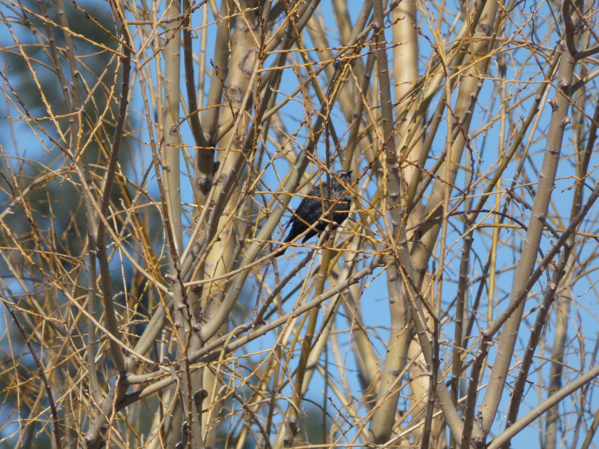 Rusty Blackbird - ML611981232