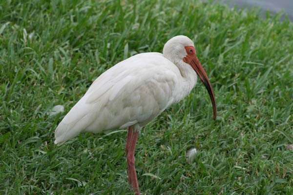 White Ibis - ML611981310