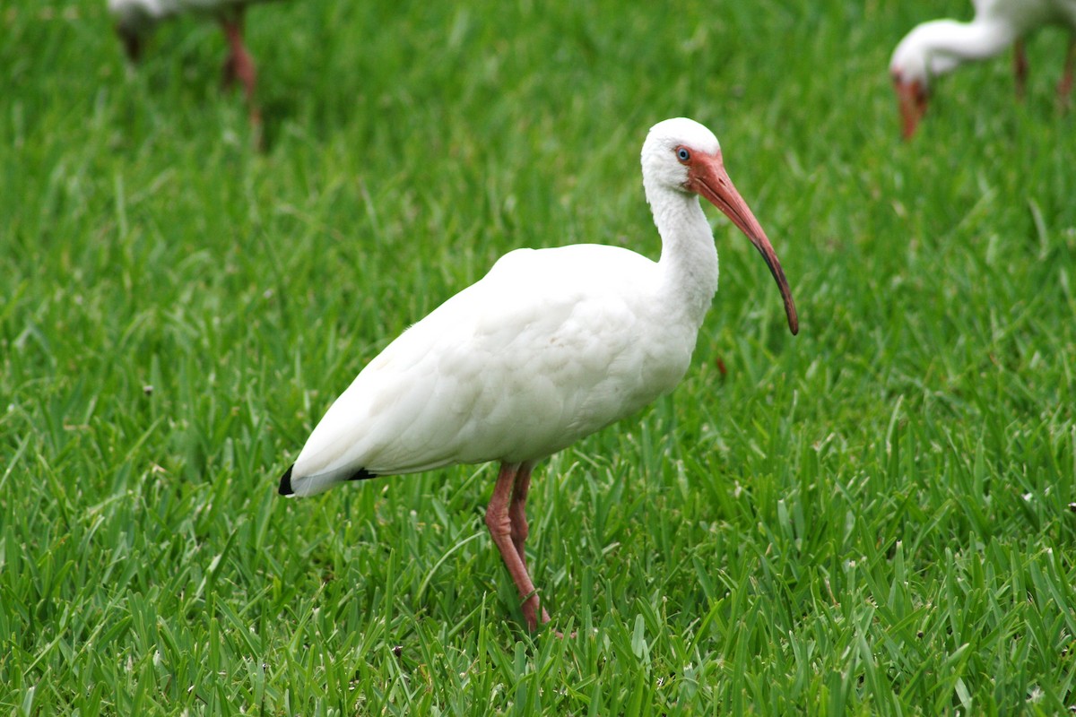 White Ibis - ML611981311