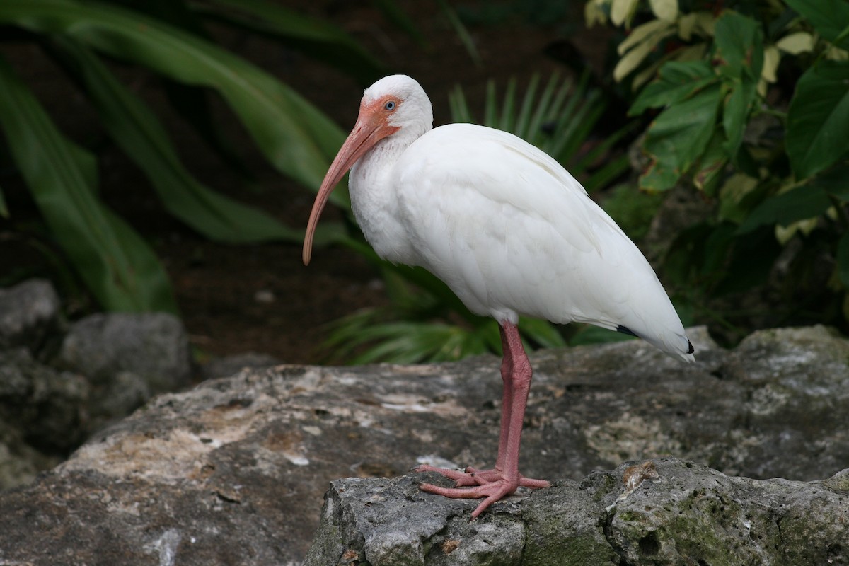 White Ibis - ML611981313