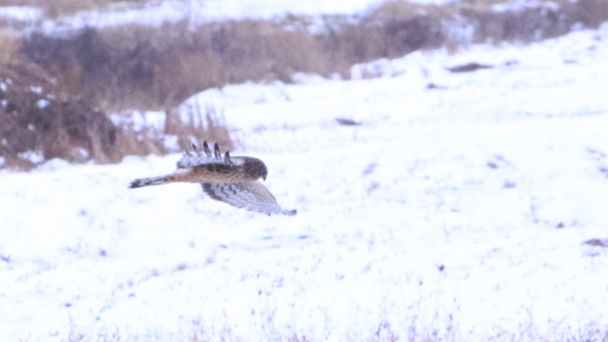 Northern Harrier - ML611981347