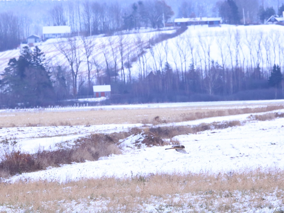 Northern Harrier - ML611981348