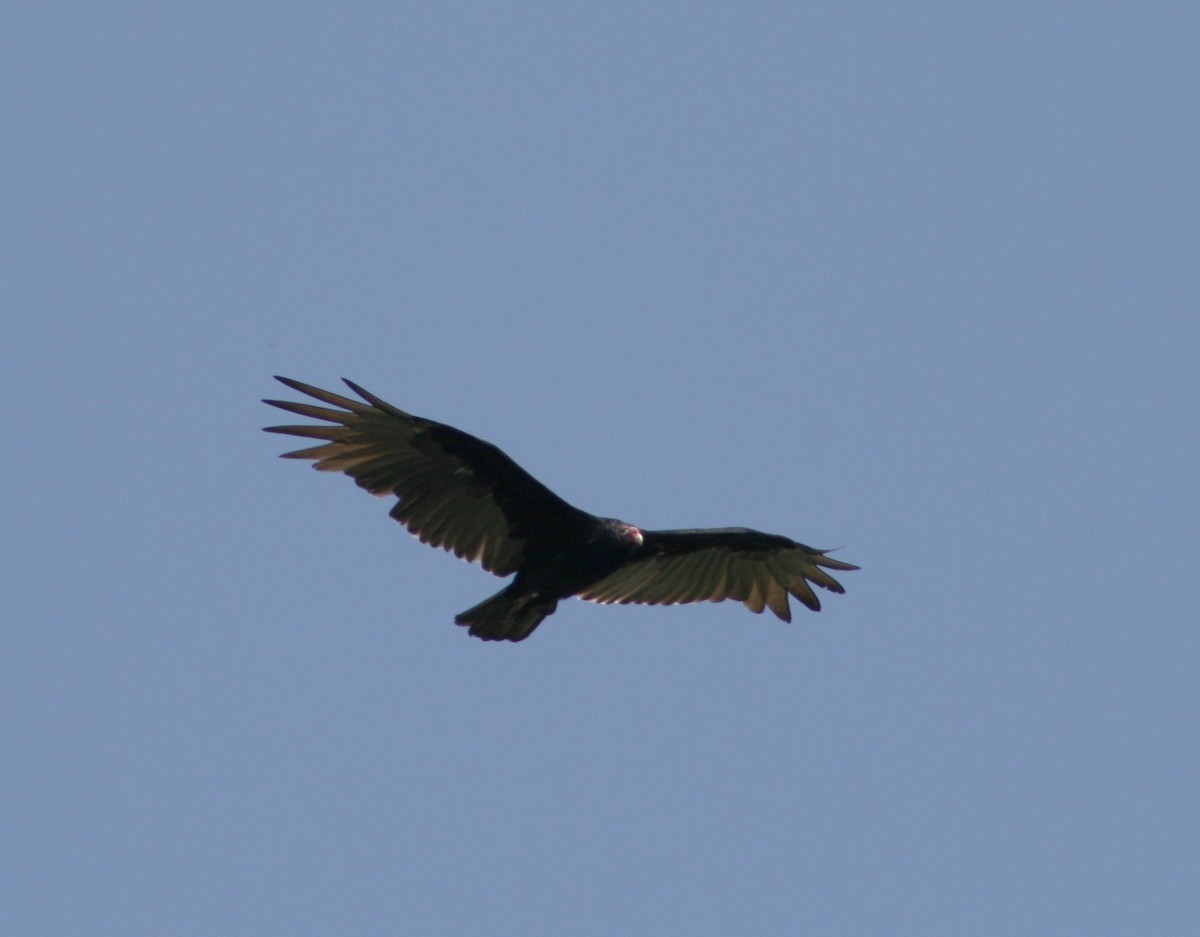 Turkey Vulture - ML611981416