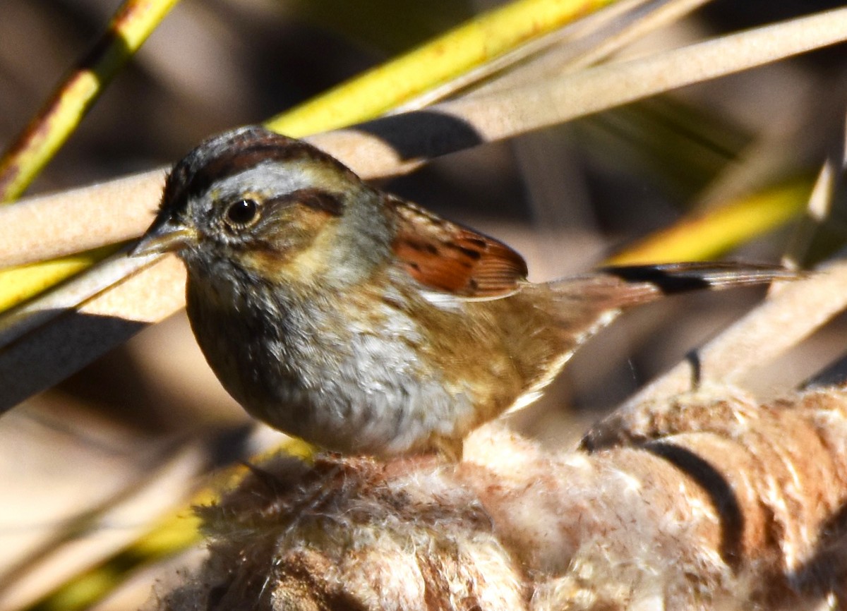 Swamp Sparrow - Lisa Tucci
