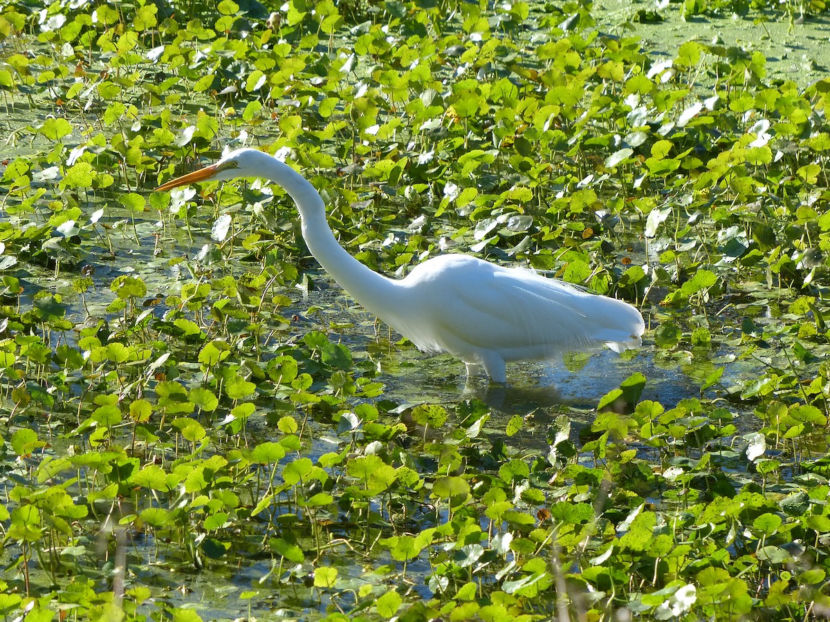 Great Egret - ML611981464