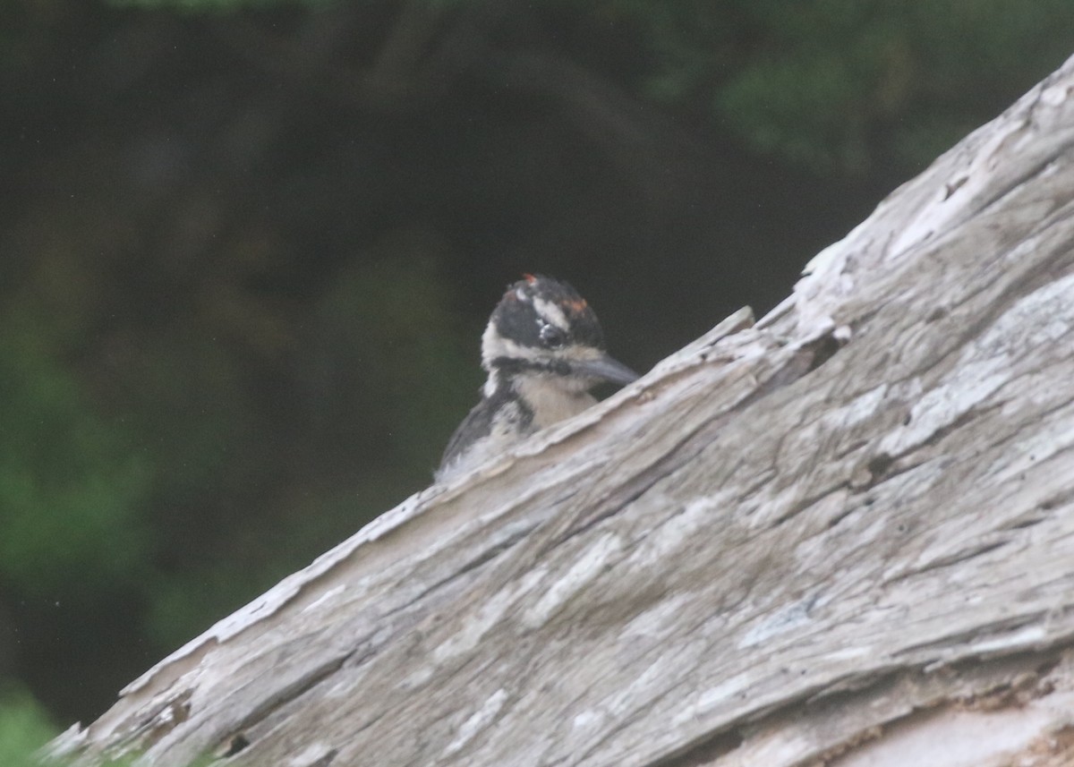 Hairy Woodpecker - logan kahle