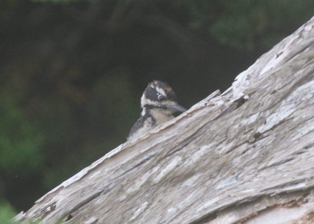 Hairy Woodpecker - ML611981545