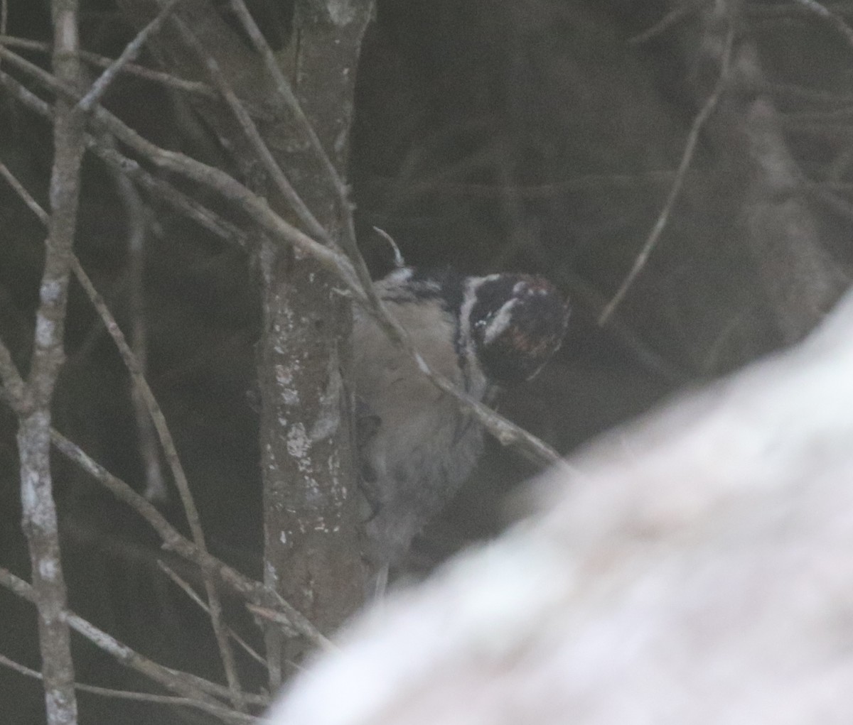 Hairy Woodpecker - logan kahle