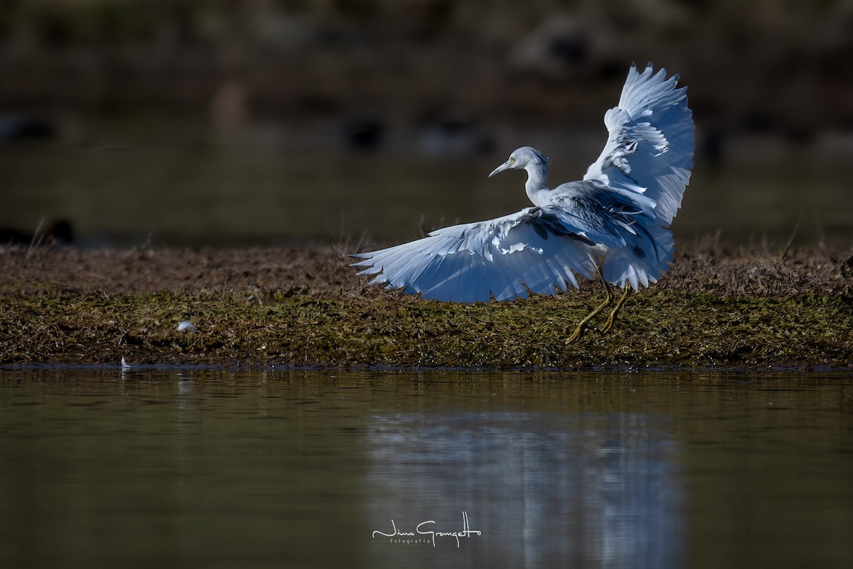 Little Blue Heron - ML611981559