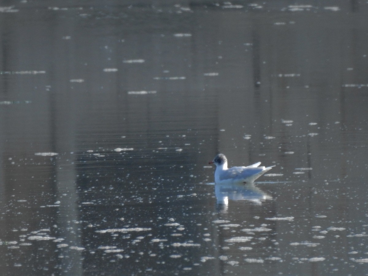 Mouette mélanocéphale - ML611981598