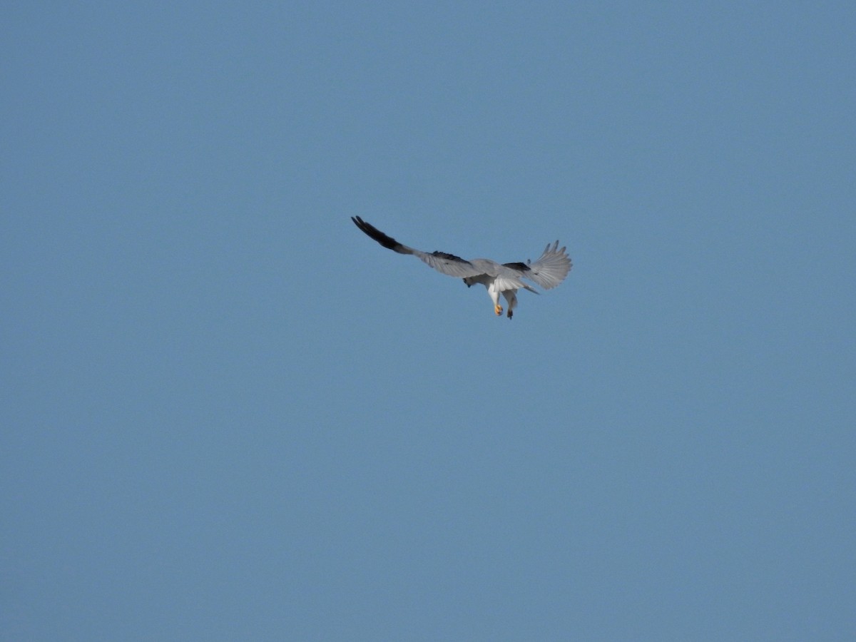 Black-winged Kite - Daniel Raposo 🦅