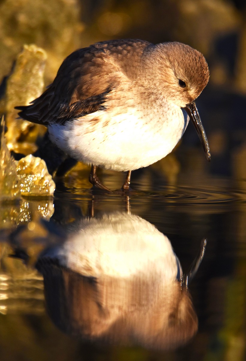 Bécasseau variable - ML611981643