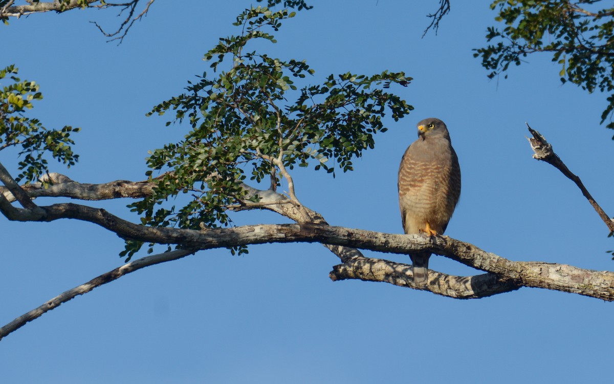 Roadside Hawk - Luis Trinchan