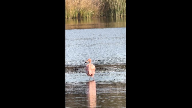 American Flamingo - ML611981825