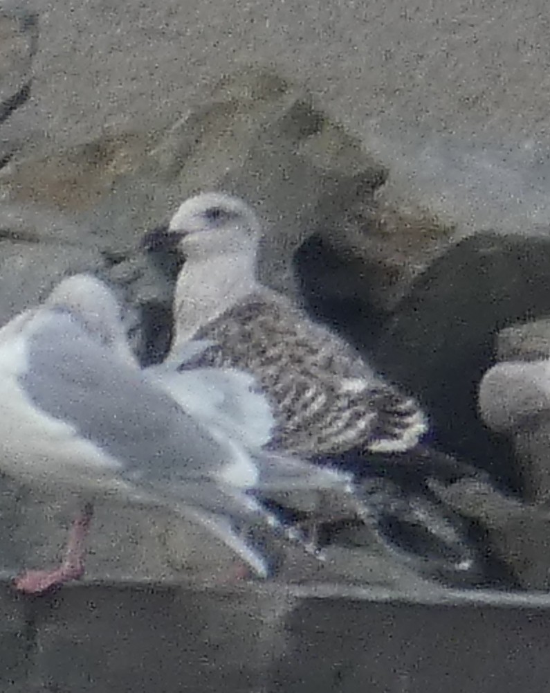 Great Black-backed Gull - ML611981826